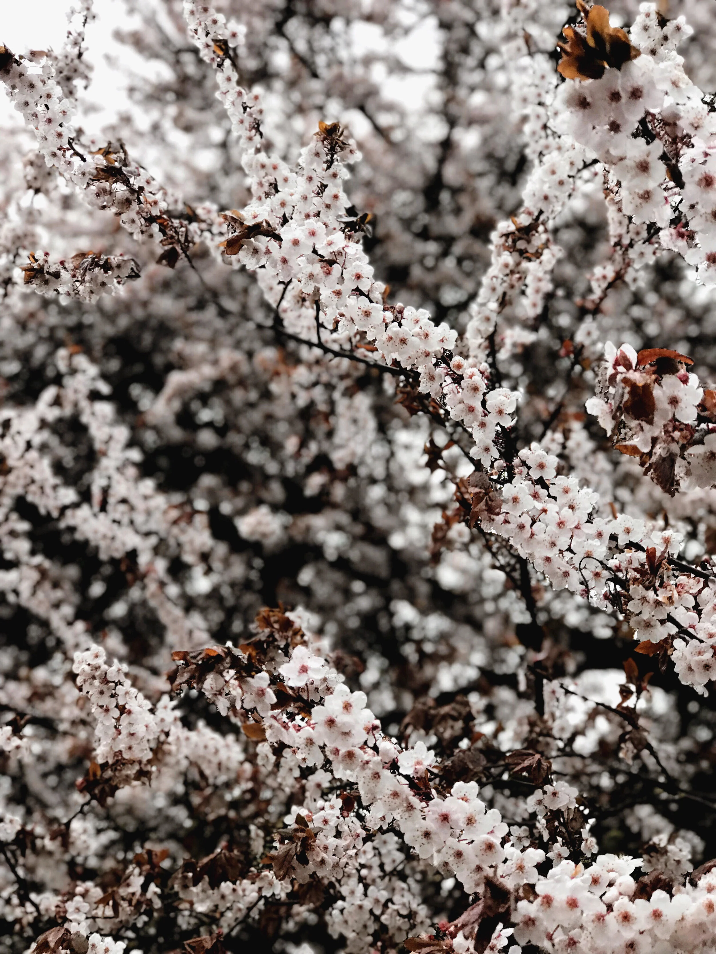 sakura.jpg