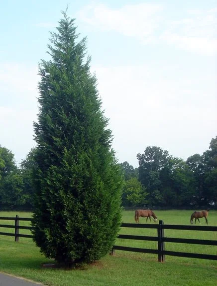 cypress-2.jpg