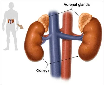 Here's where your adrenals are located.