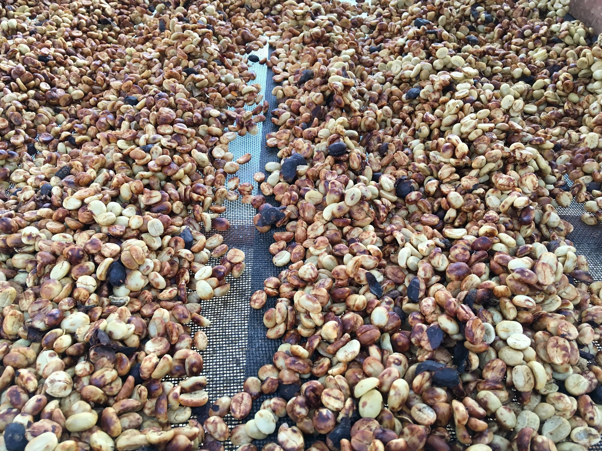 Honey process coffee drying on a raised bed