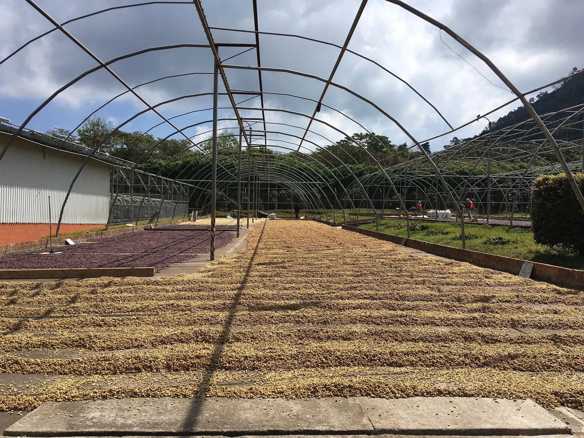 Here’s both natural (left) and washed parchment coffee (main) drying on a patio that can be covered