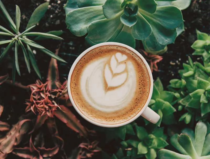 Mexico Chiapas Coffee