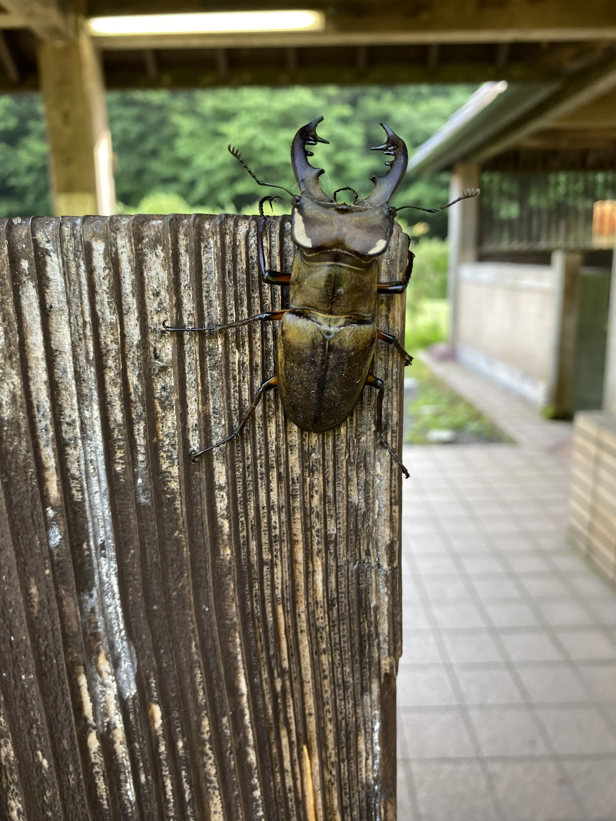 IMG_3300.jpeg