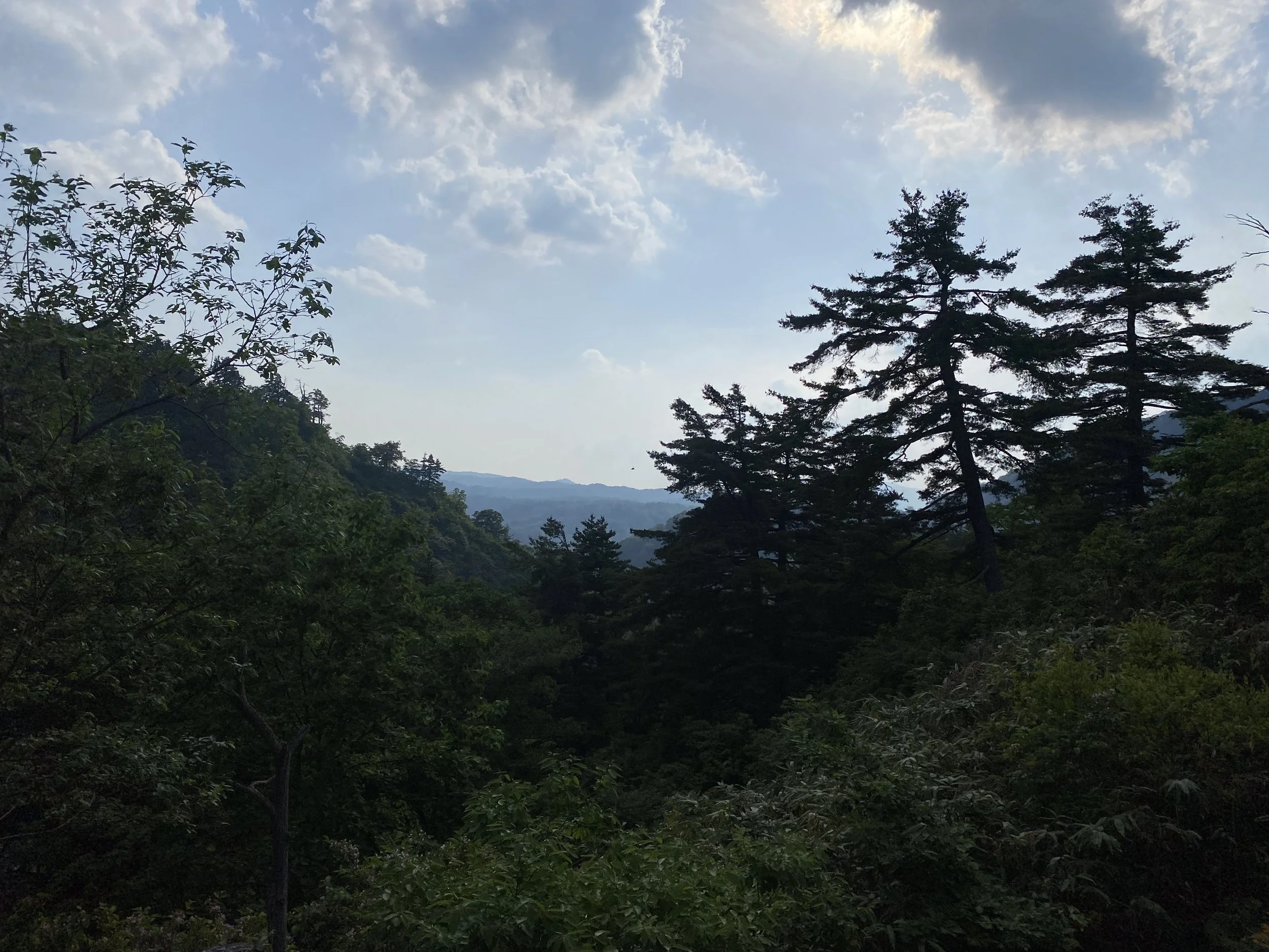 IMG_3335.jpeg