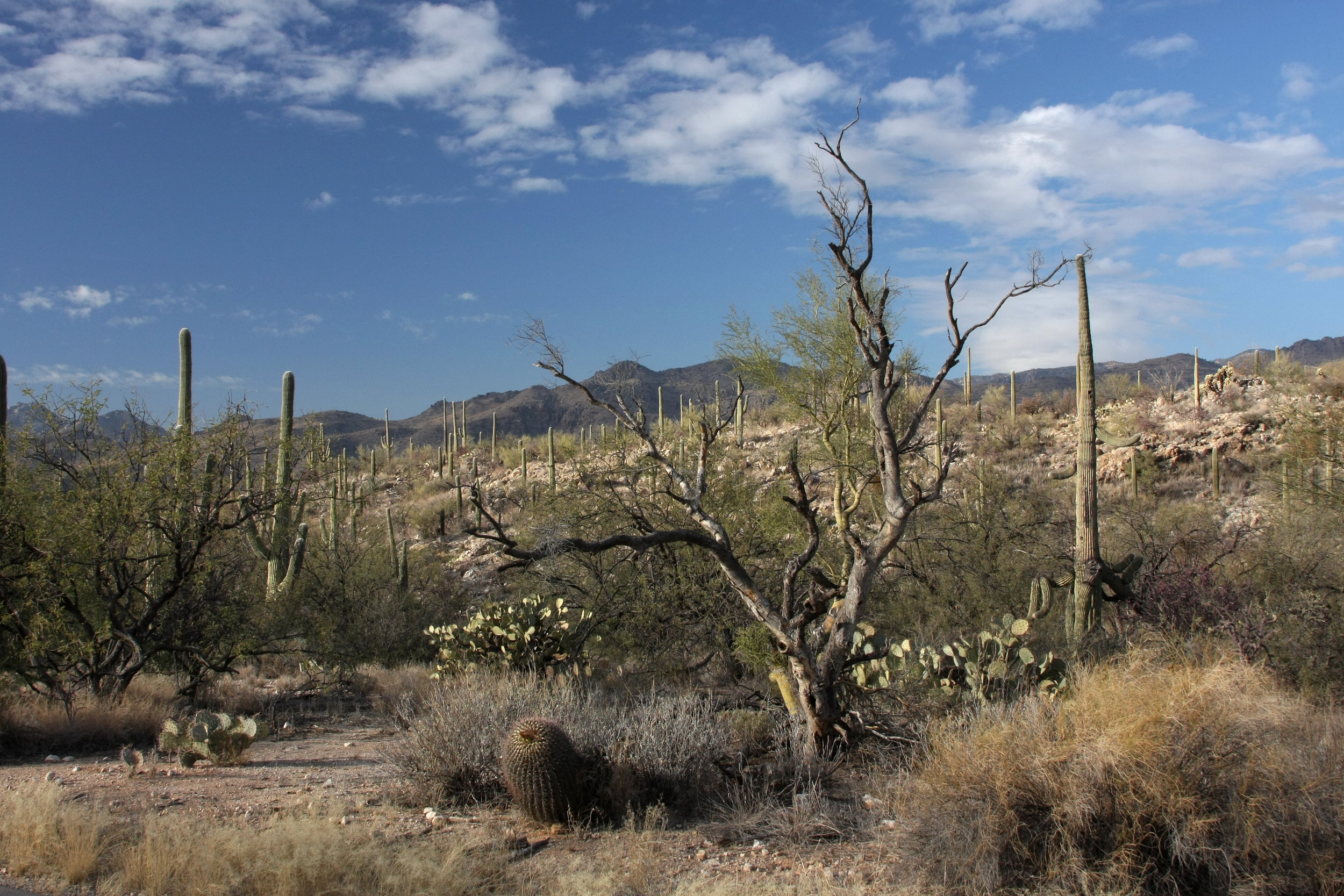 Az-Dec-4.jpg