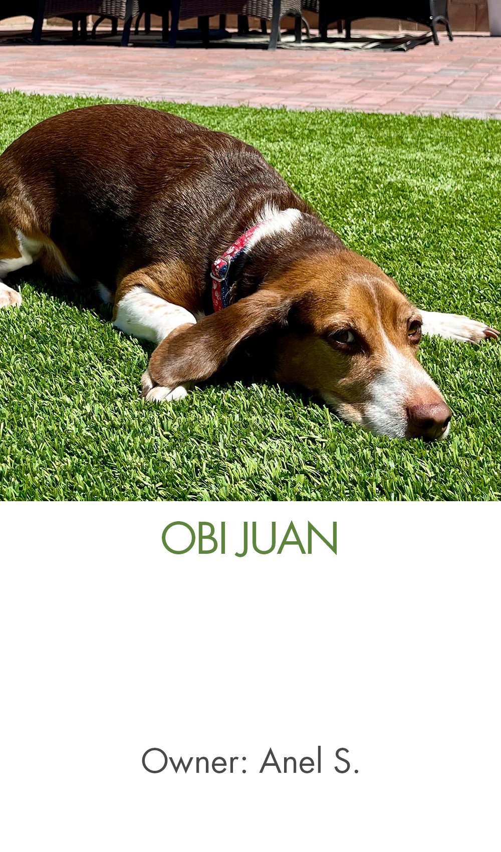 Obi Juan - Anel.jpg