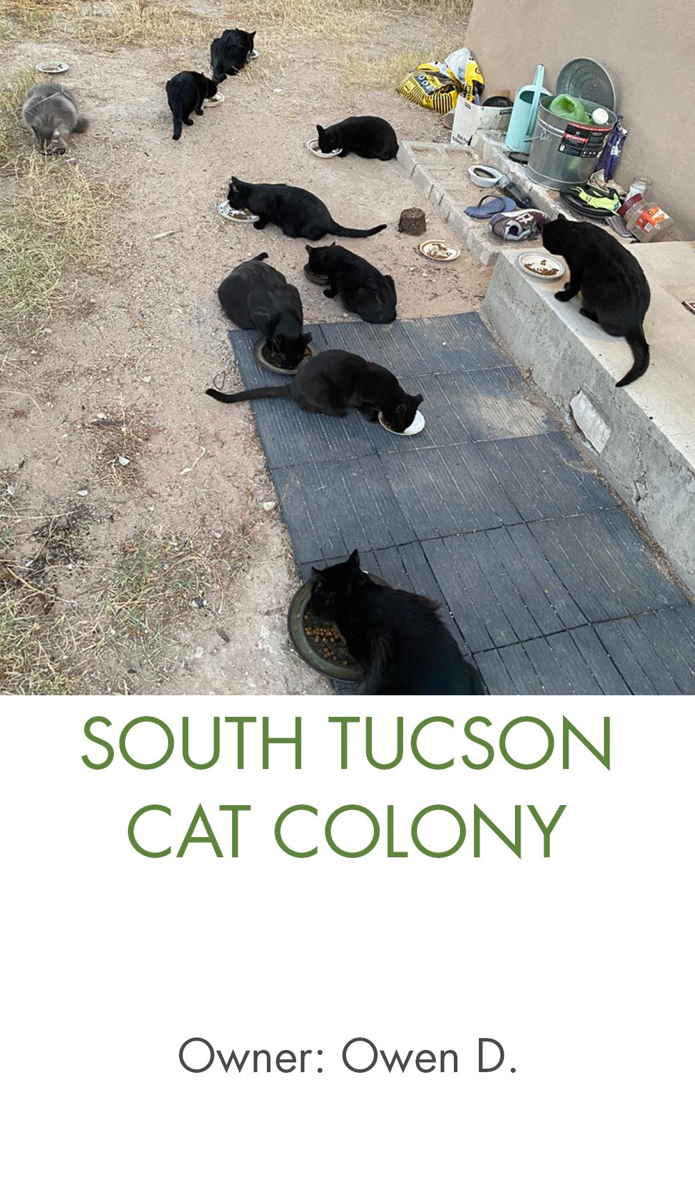 South Tucson Cat Colony.jpg
