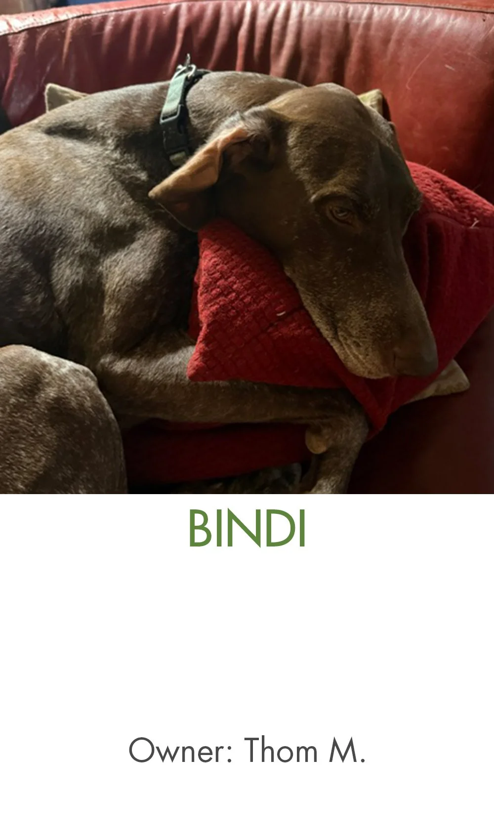 Bindi.jpg