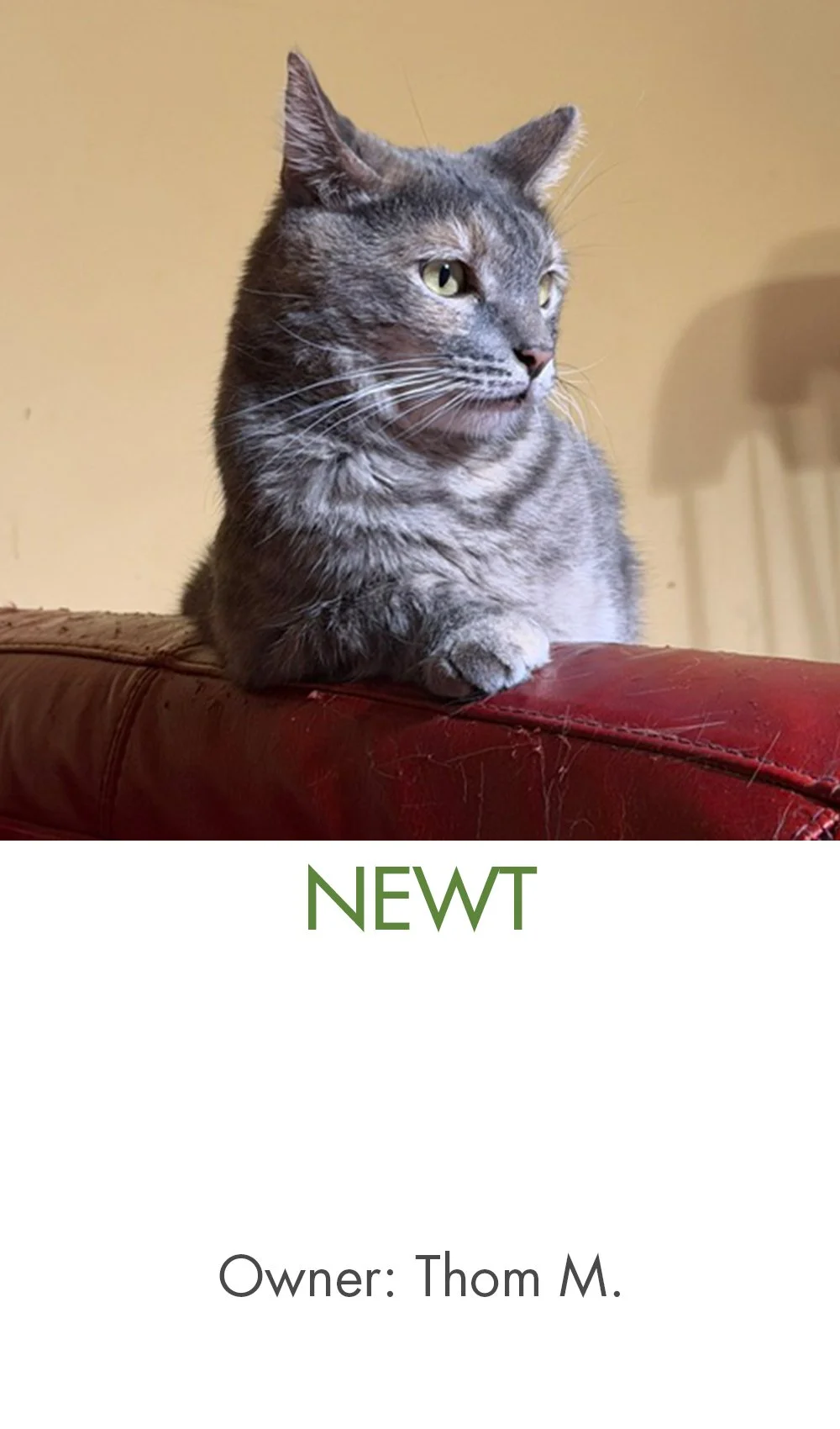 Newt.jpg