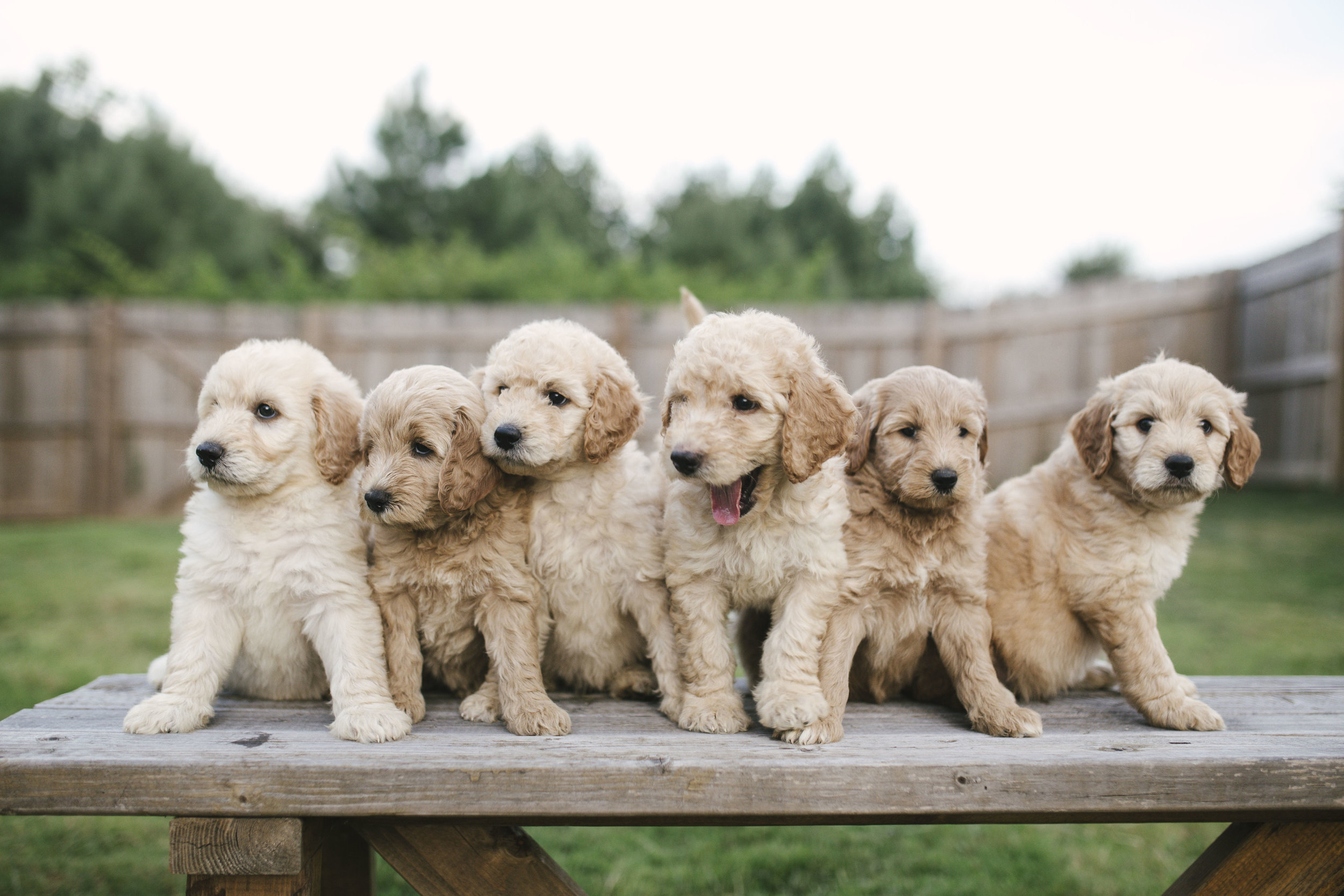 pictures of miniature goldendoodles