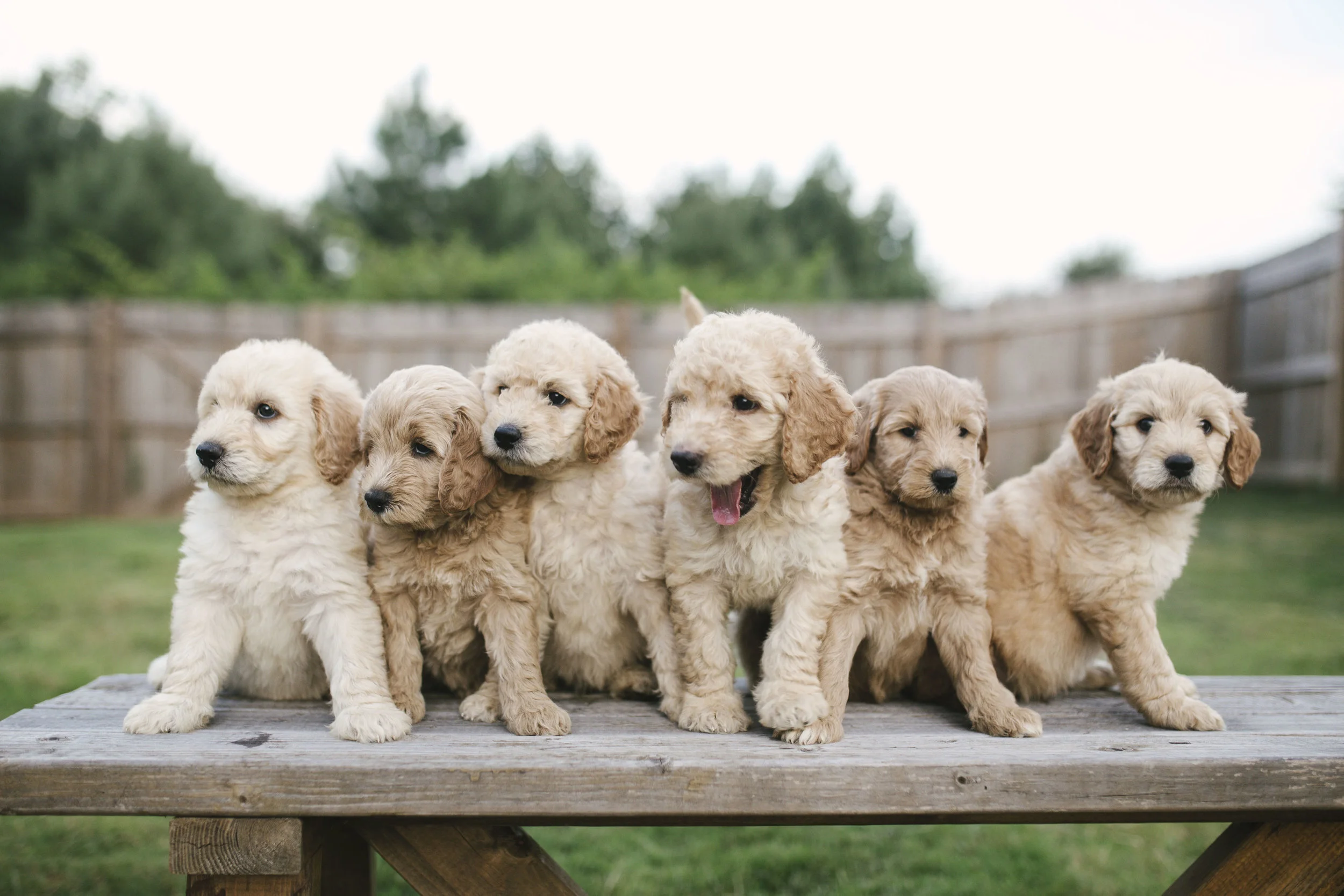pictures of mini goldendoodles