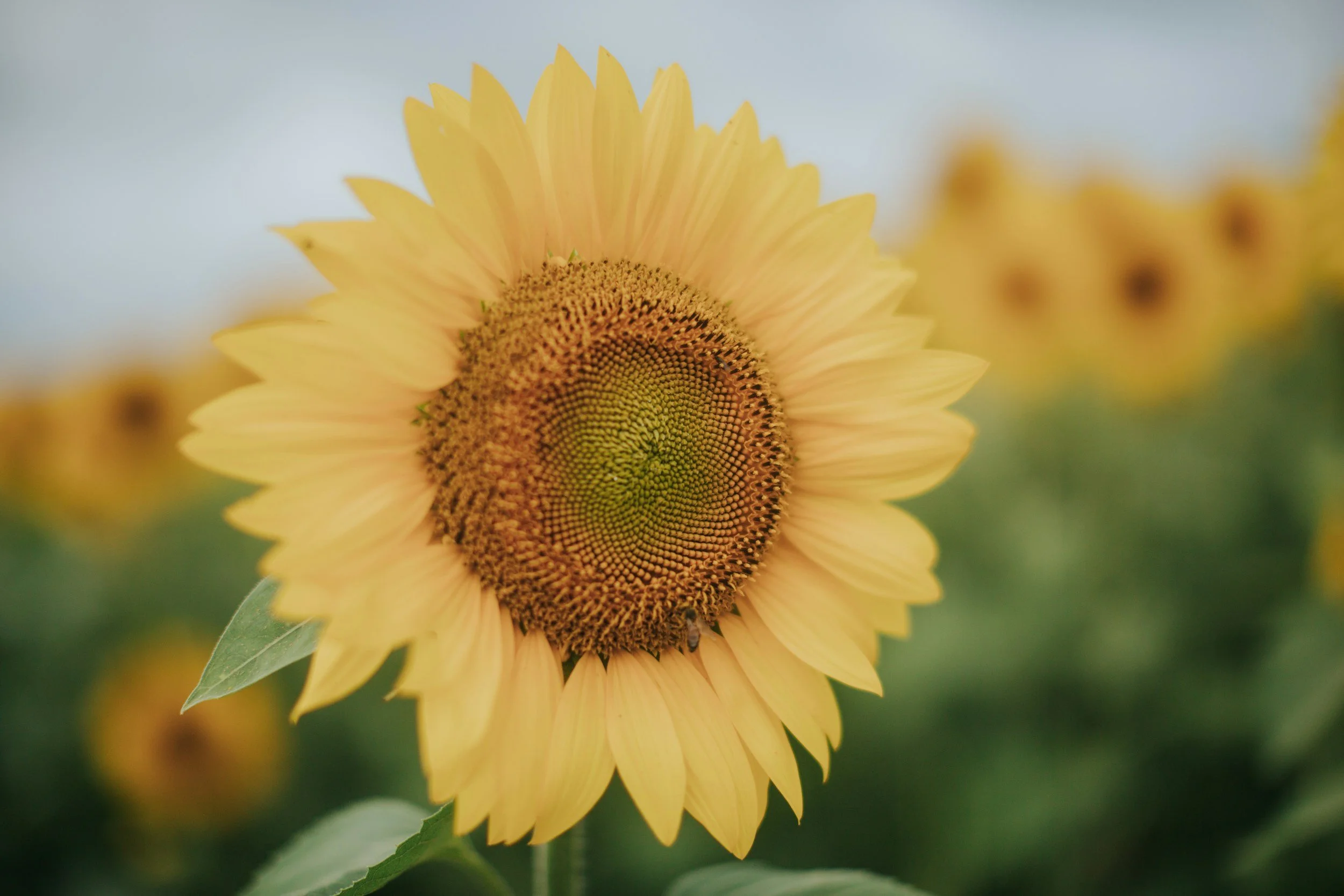 unsplash-image-cVVO9DflkRM.jpg