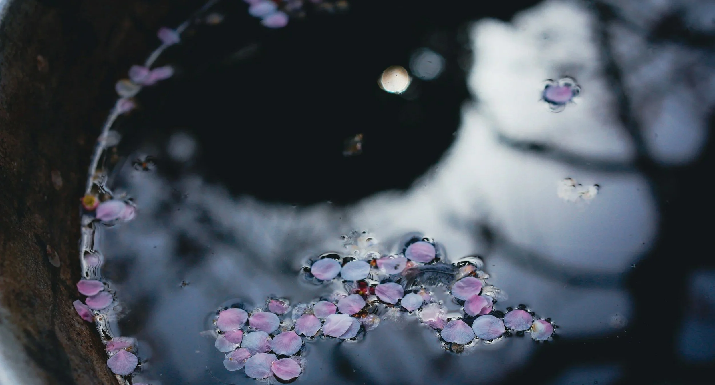 unsplash-image-cVaDxt6IvOs.jpg