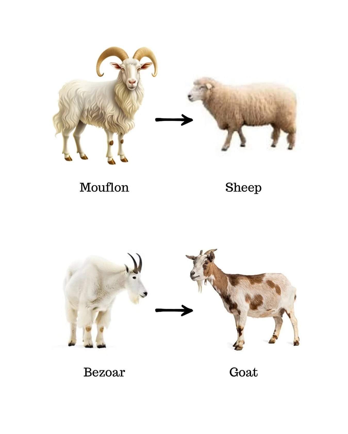 Learning new things every day in Arm.wool! At the World Wool Forum in Rome this past week, we learned that the modern sheep has been bred from the mouflon. And when we mentioned this to Armenian experts yesterday, they confirmed also that the modern 
