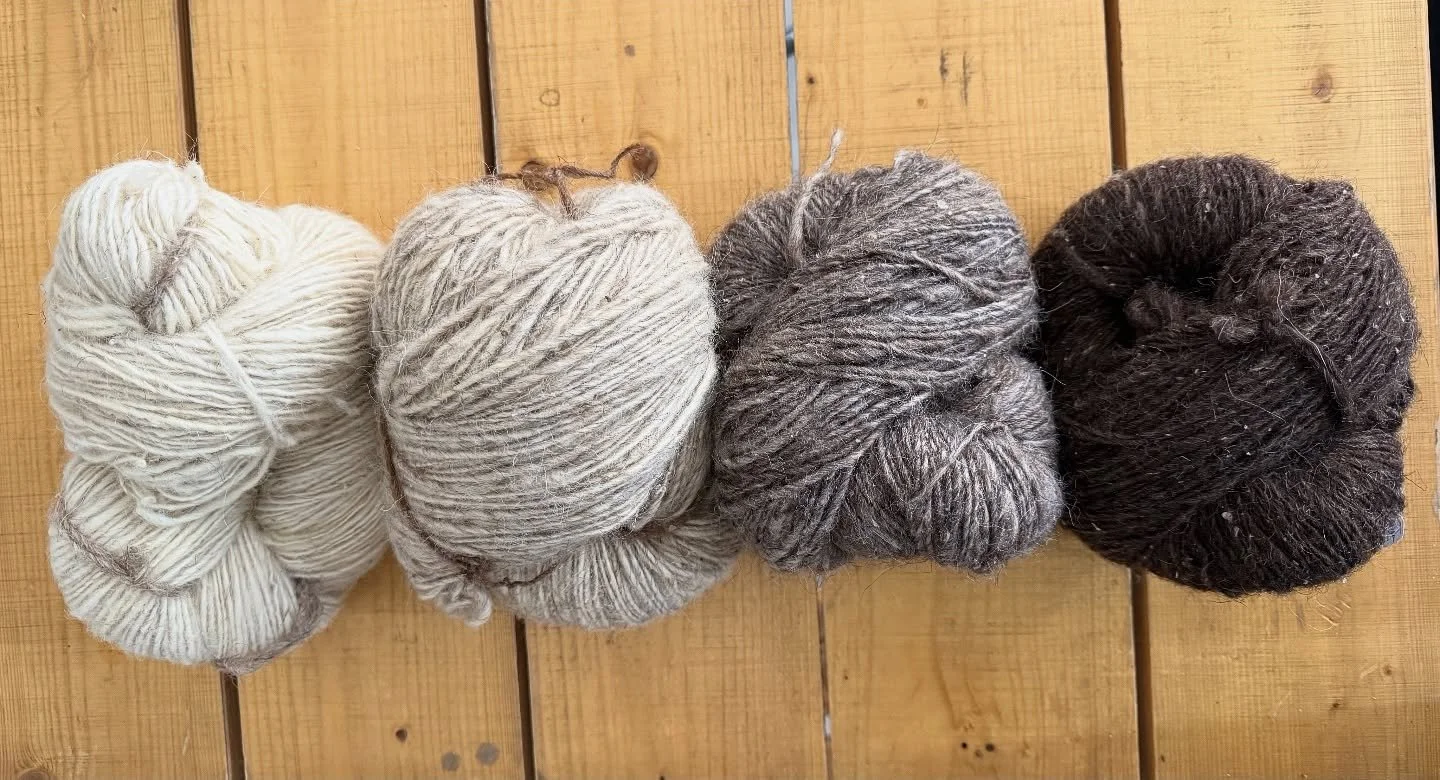 The more we in @arm.wool work with this wonderful natural fiber, the more we fall in love with the range of natural colors the Armenian Balbas sheep&rsquo;s wool has&hellip; white, speckled beige, peppery brown and dark chocolate brown. So rich, so u