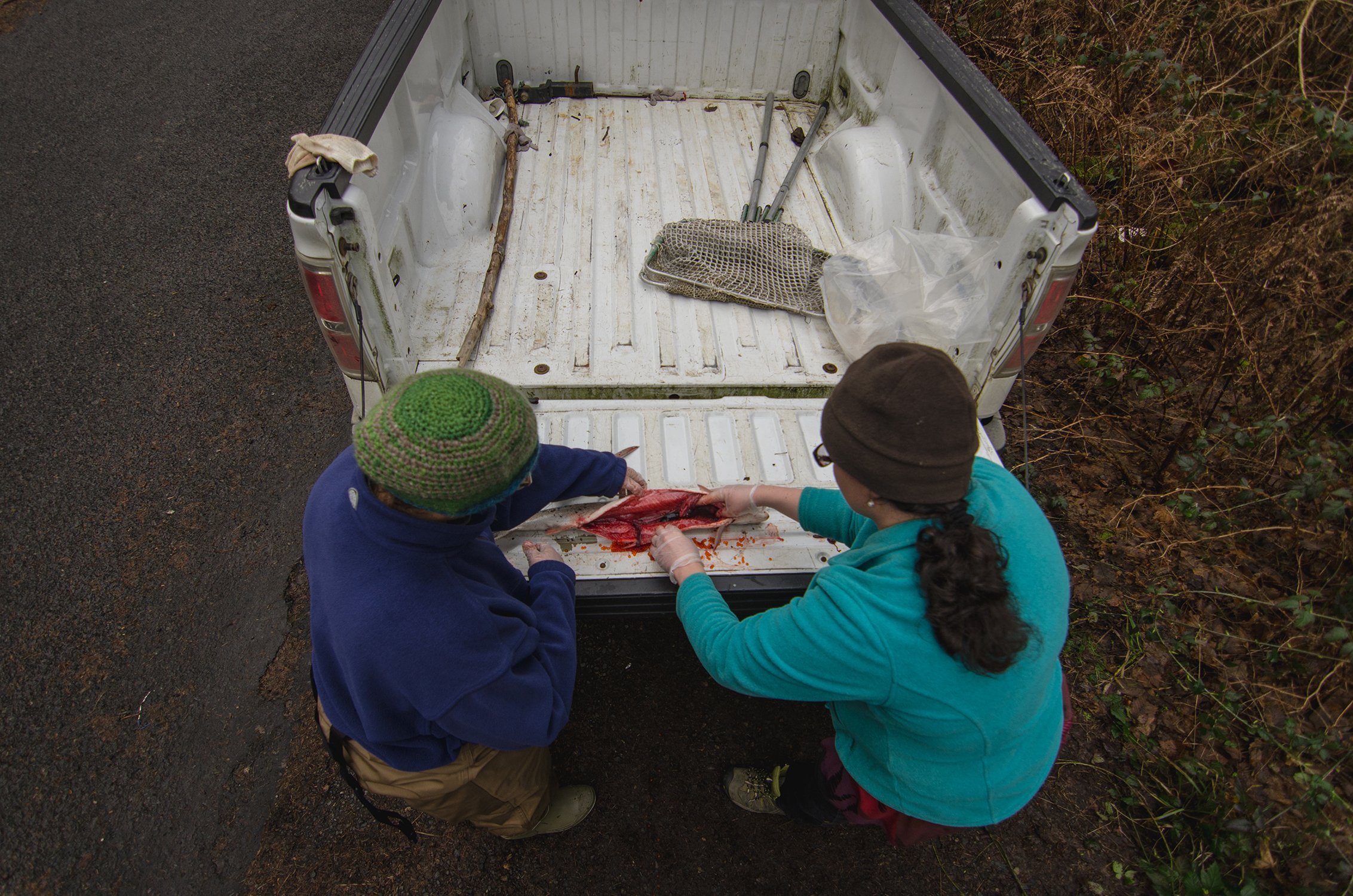 2018Feb1_WhittakerCreek_FishCount_Dissection.jpeg