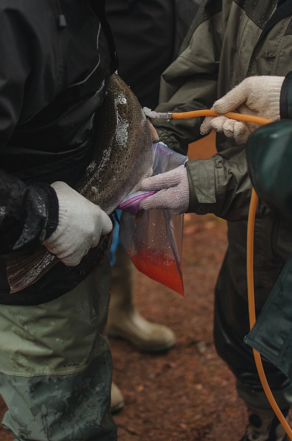 2018Feb1_WhittakerCreek_FishCount_RoeCollection.jpeg