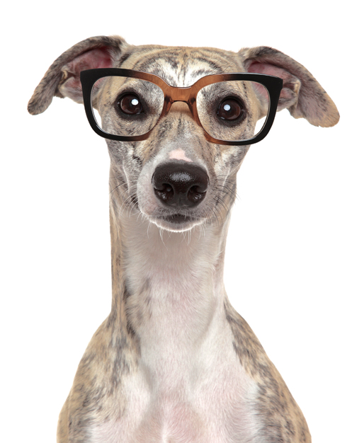 smartdog.jpg
