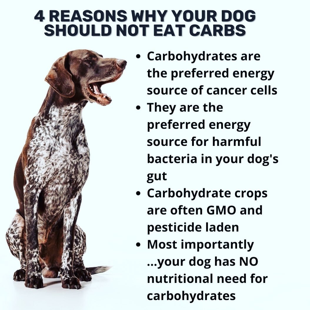 Yup. Dogs have Zero need for Carbohydrates in their diet. Proteins and fats from fresh meats are the best source of clean energy for canines. 
Get the Goods... with none of the bad.  GOODFEED fresh prepared meals for dogs. 
.
.
.
.
.
#mydogismyguru
#