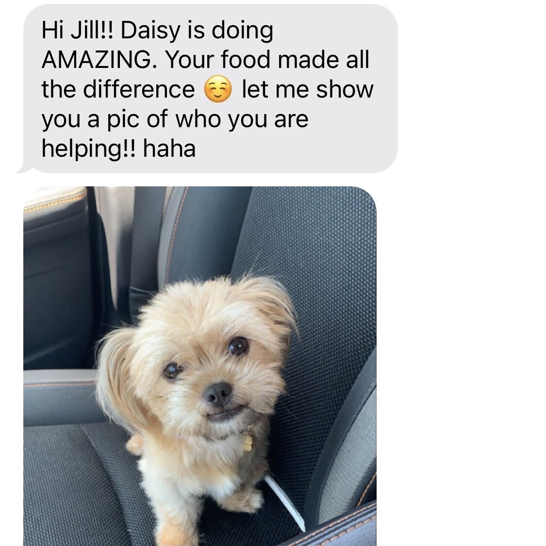 Daisy.

This sweet little thing had a bout of awful runs. A week on the K9 Cleanse and her sensitive tummy is back to healthy and happy. Belly rubs and love miss Daisy. 💛✨🐕

#upwarddoggy
#goodfeeddaily
#k9cleanse
#adoptdontshop
#locallove