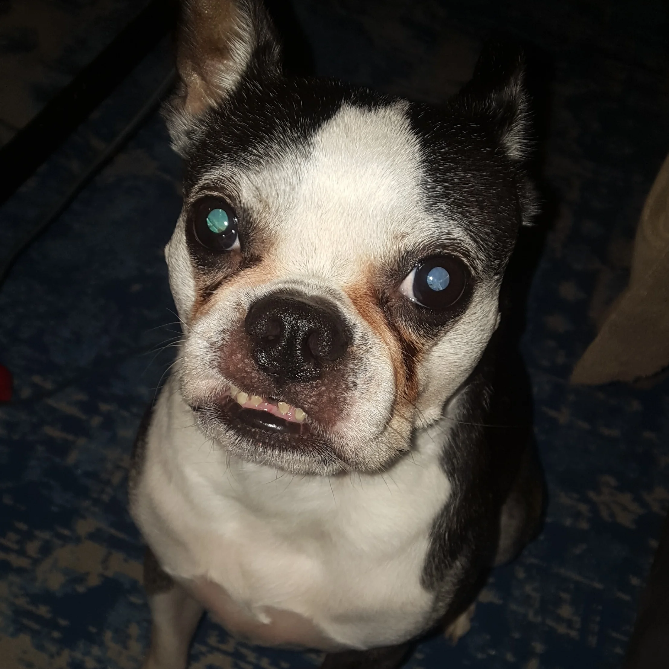 Frank dog.jpg