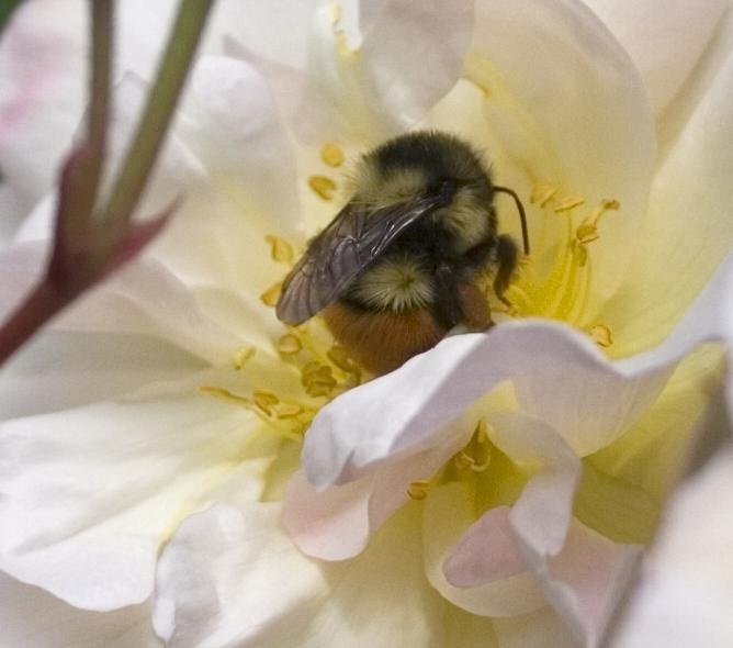 Bee in Flower