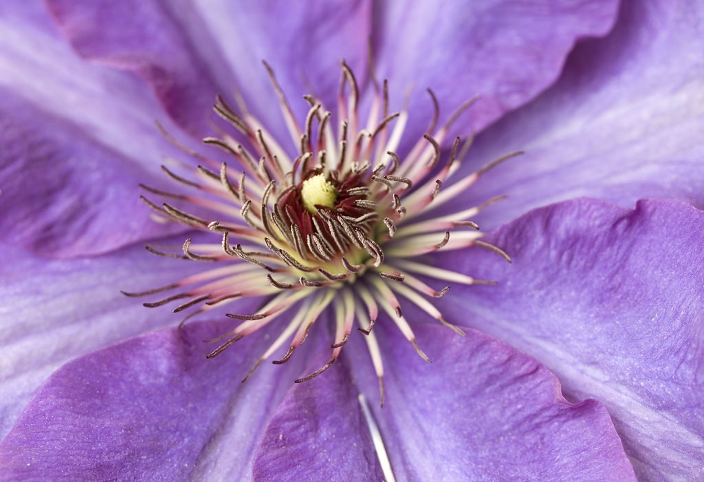 Clematis