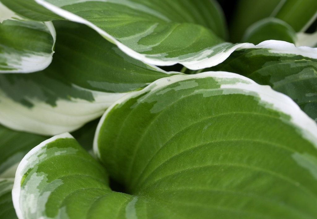 Hosta