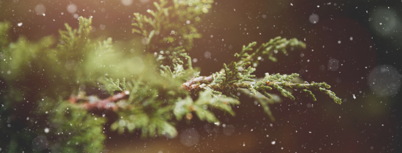 December Newsletter
