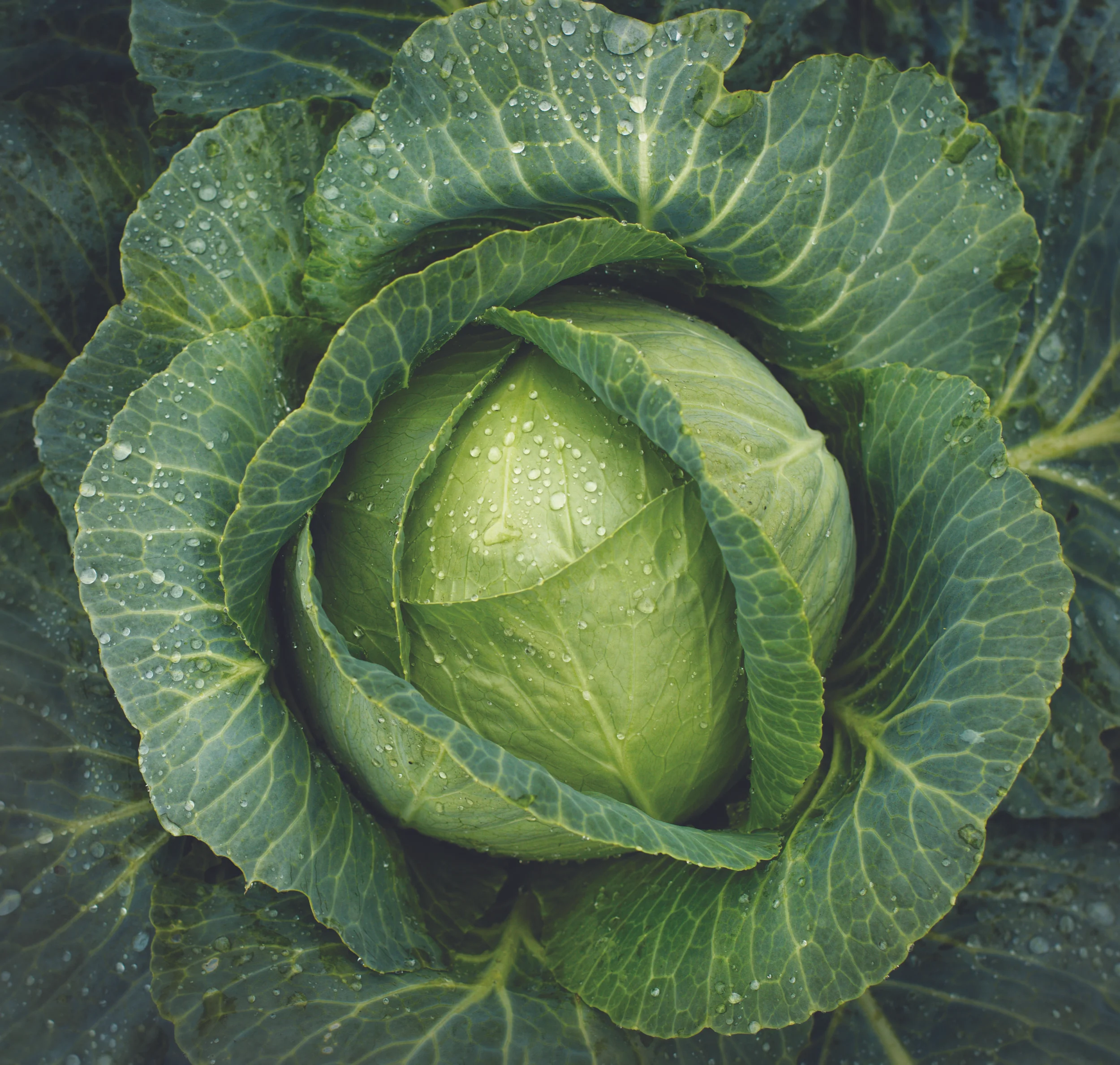 FP_Cabbage.jpg