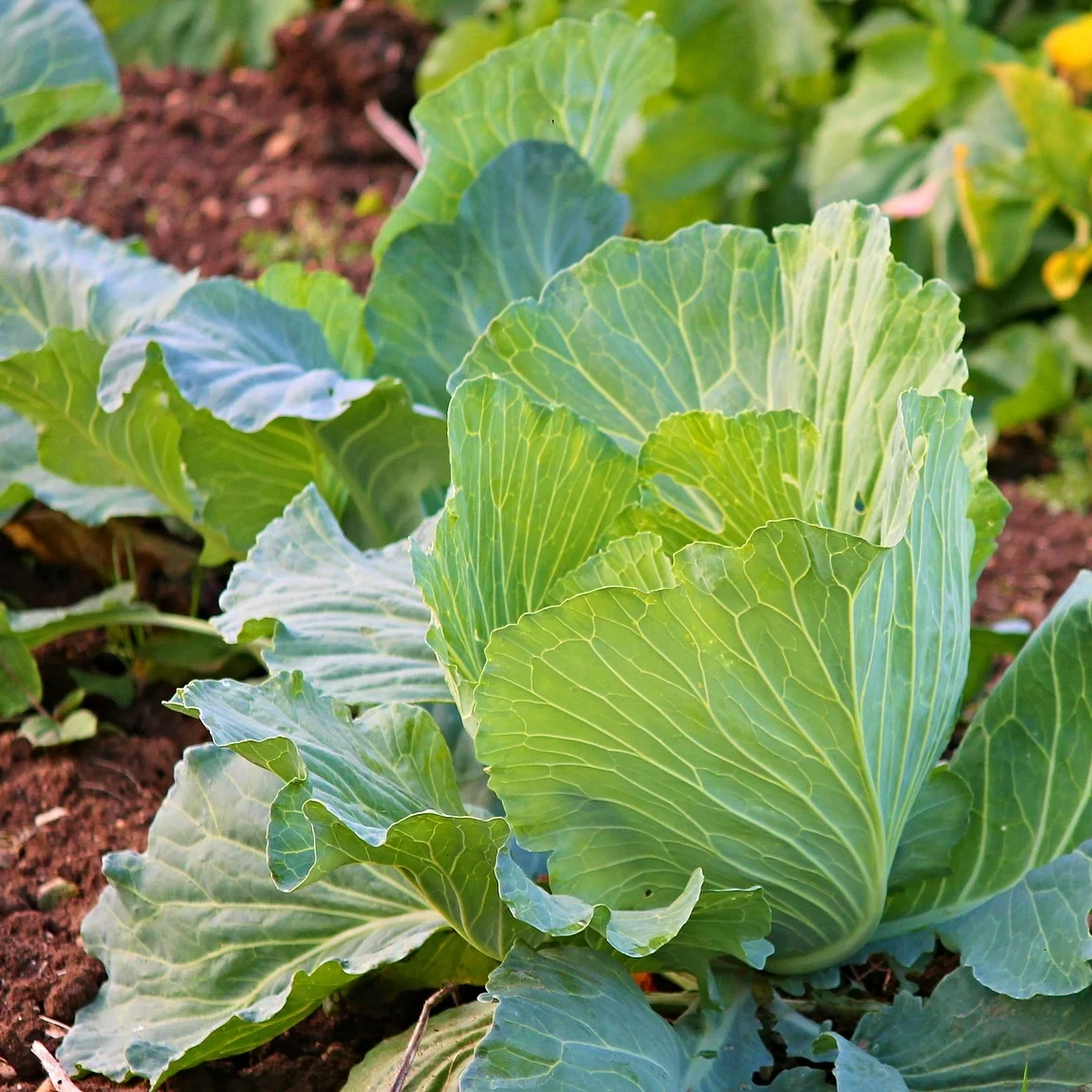 FP_GARDEN.jpg
