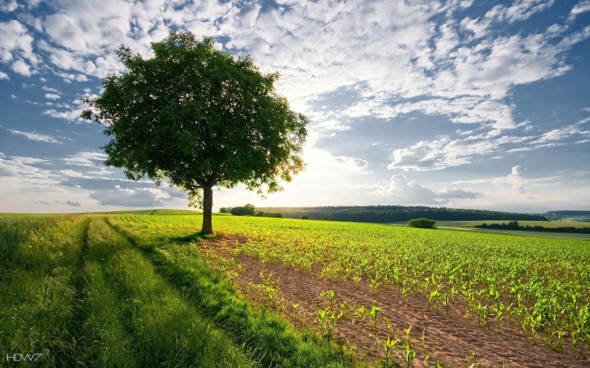 lone-tree-in-the-corn-field-1920x1200.jpg