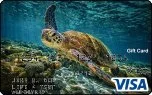 Sea Turtle