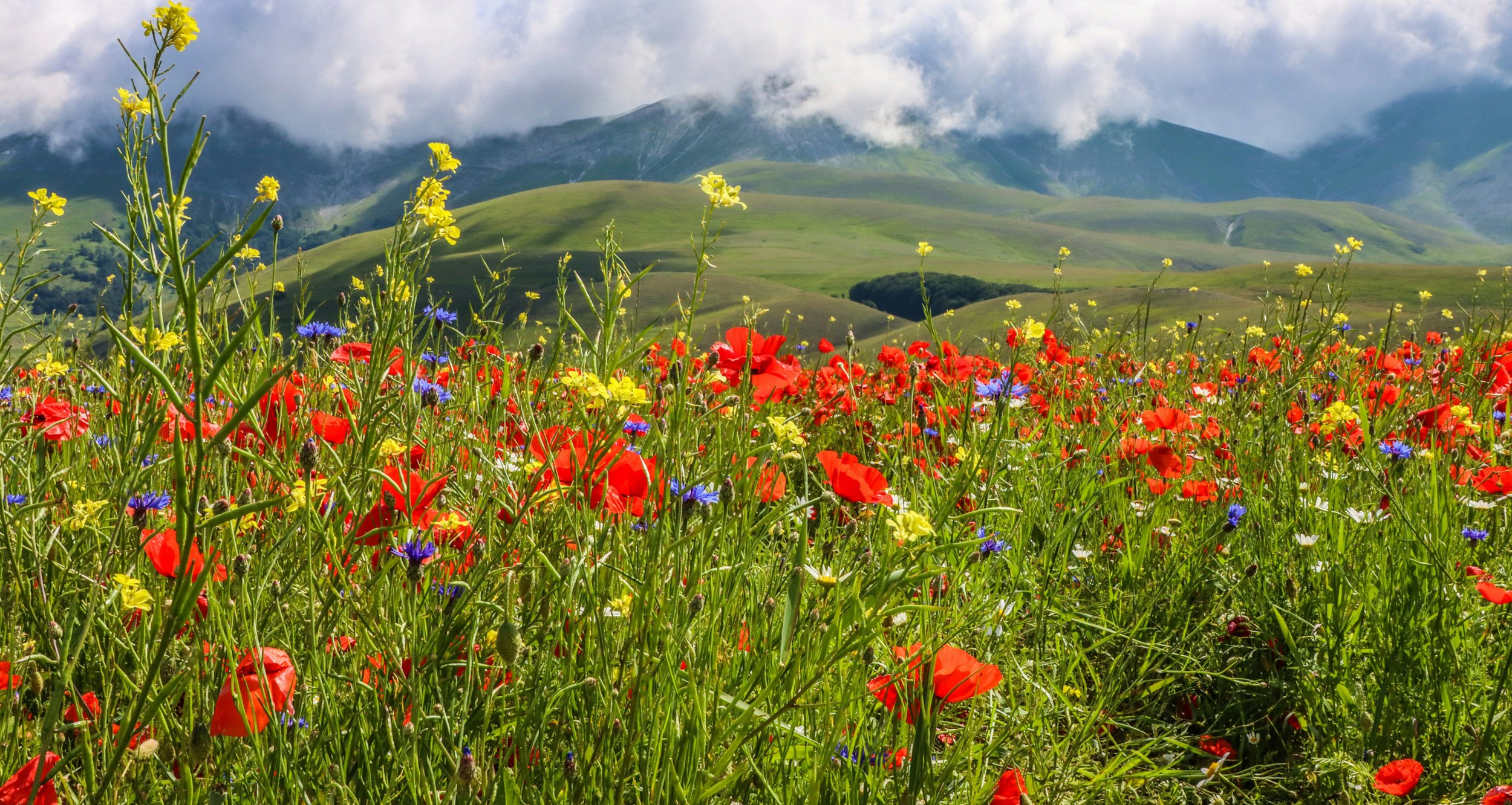 spring pic 2026.jpg