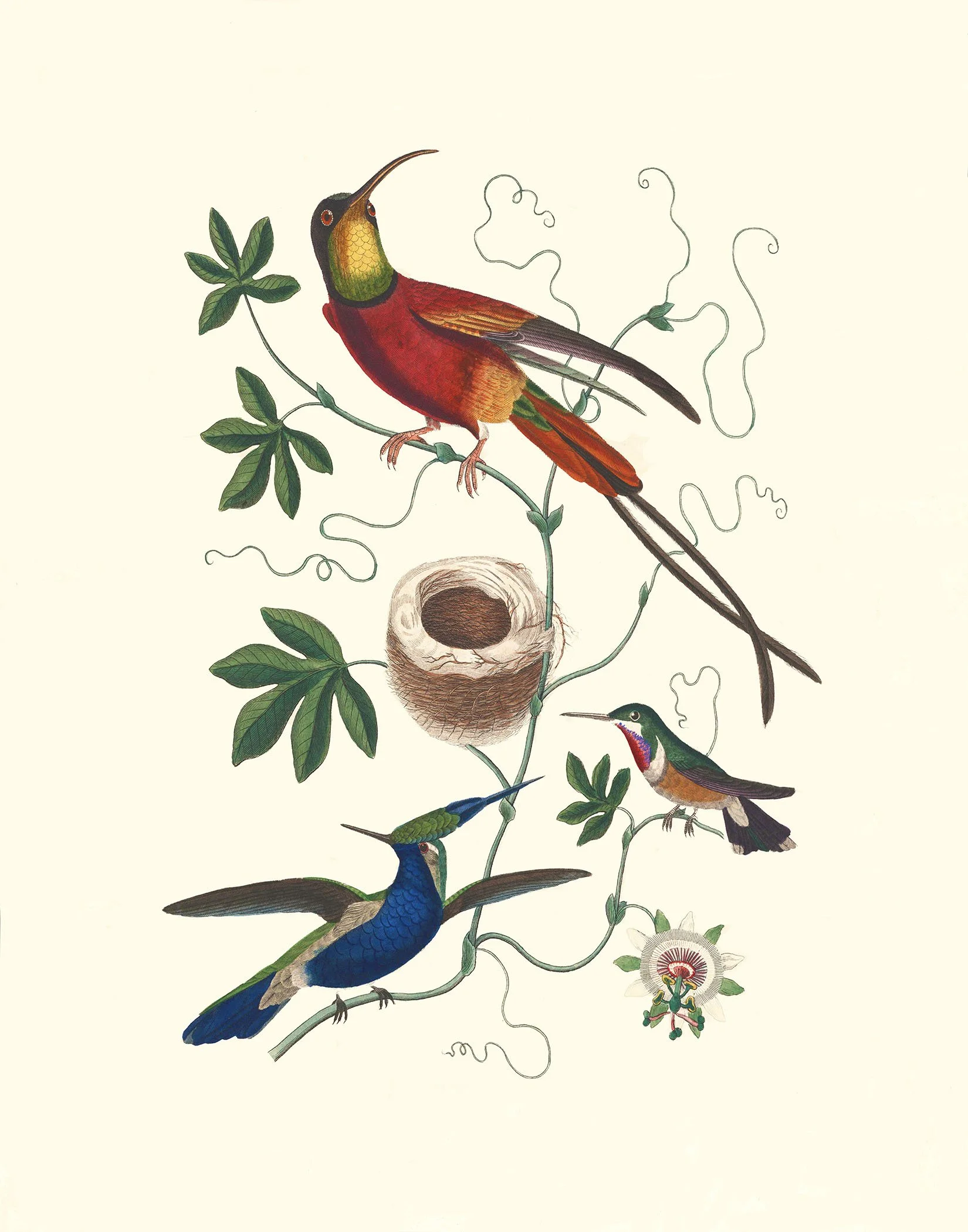 Hoffmann - Hummingbirds and nest 1844 - 14x11 @150.jpg