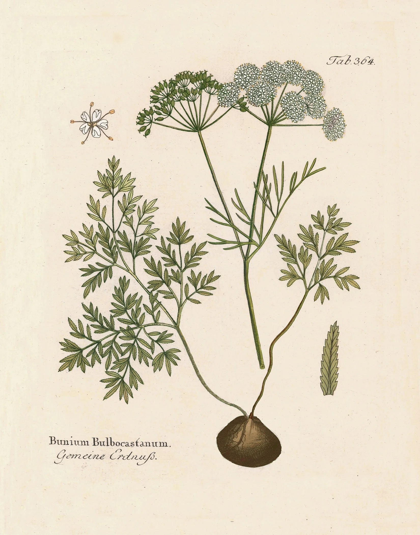 Vietz - Caraway (green) @150.jpg