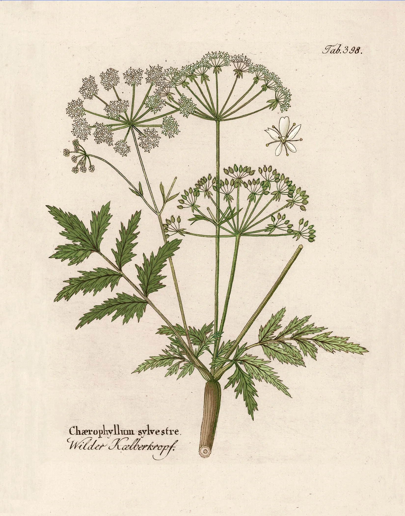 Vietz - Cow Parsley (green) @150.jpg