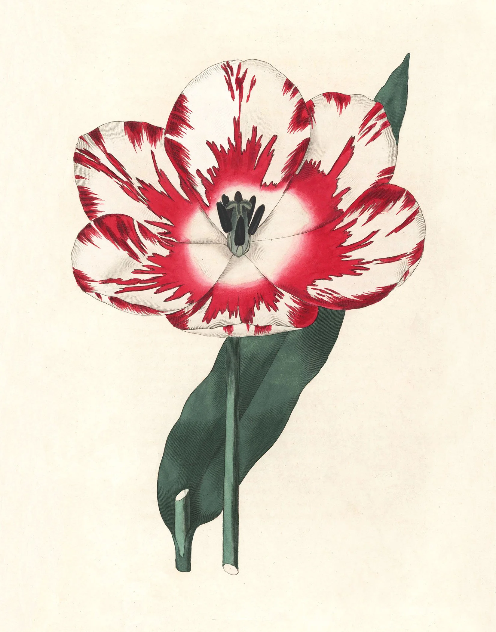 Sweet - Tulipa Gesneriana @150.jpg