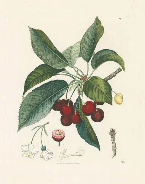 Hoffmann - Cherries @150.jpeg