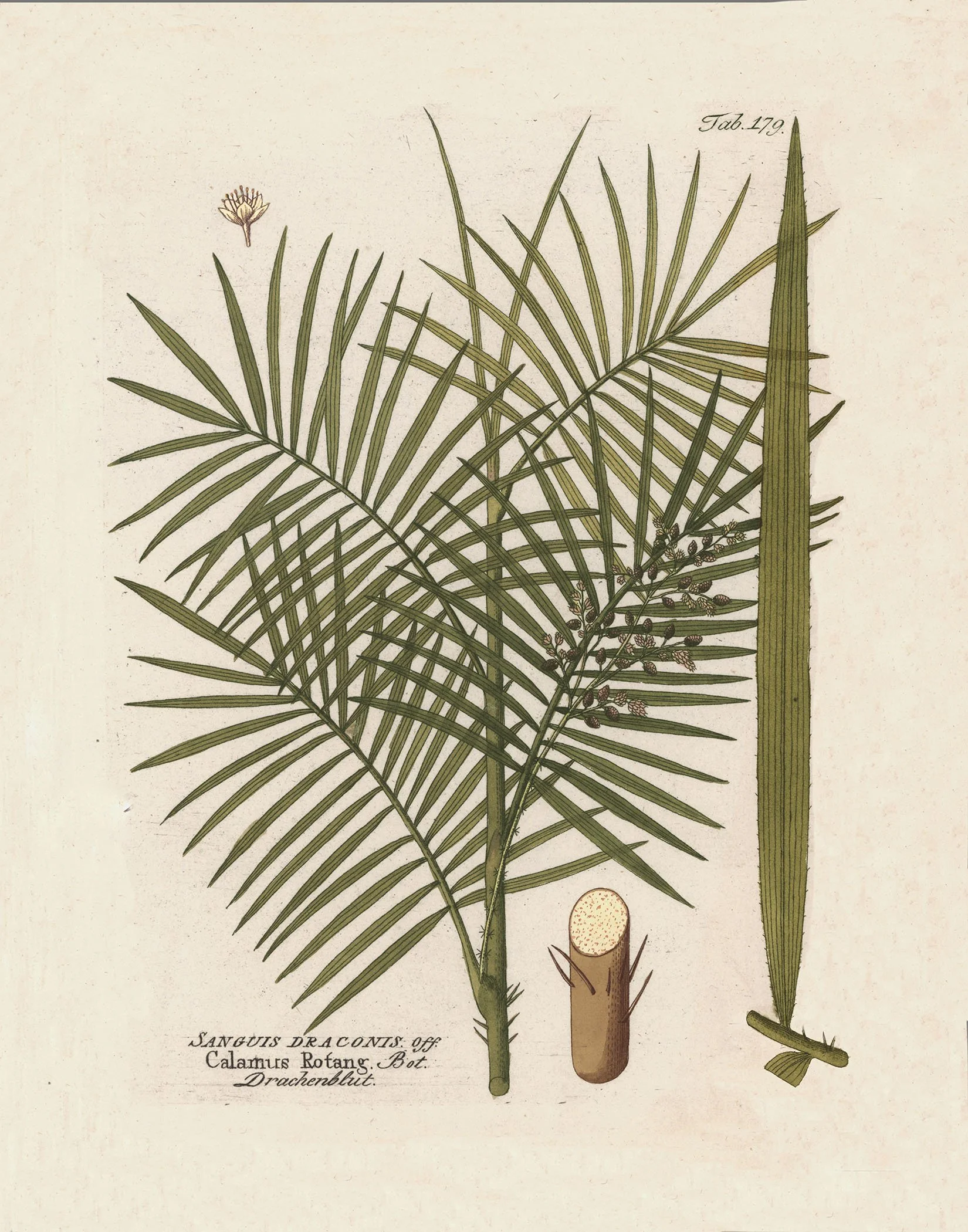 Vietz - Rattan (green) @150.jpg