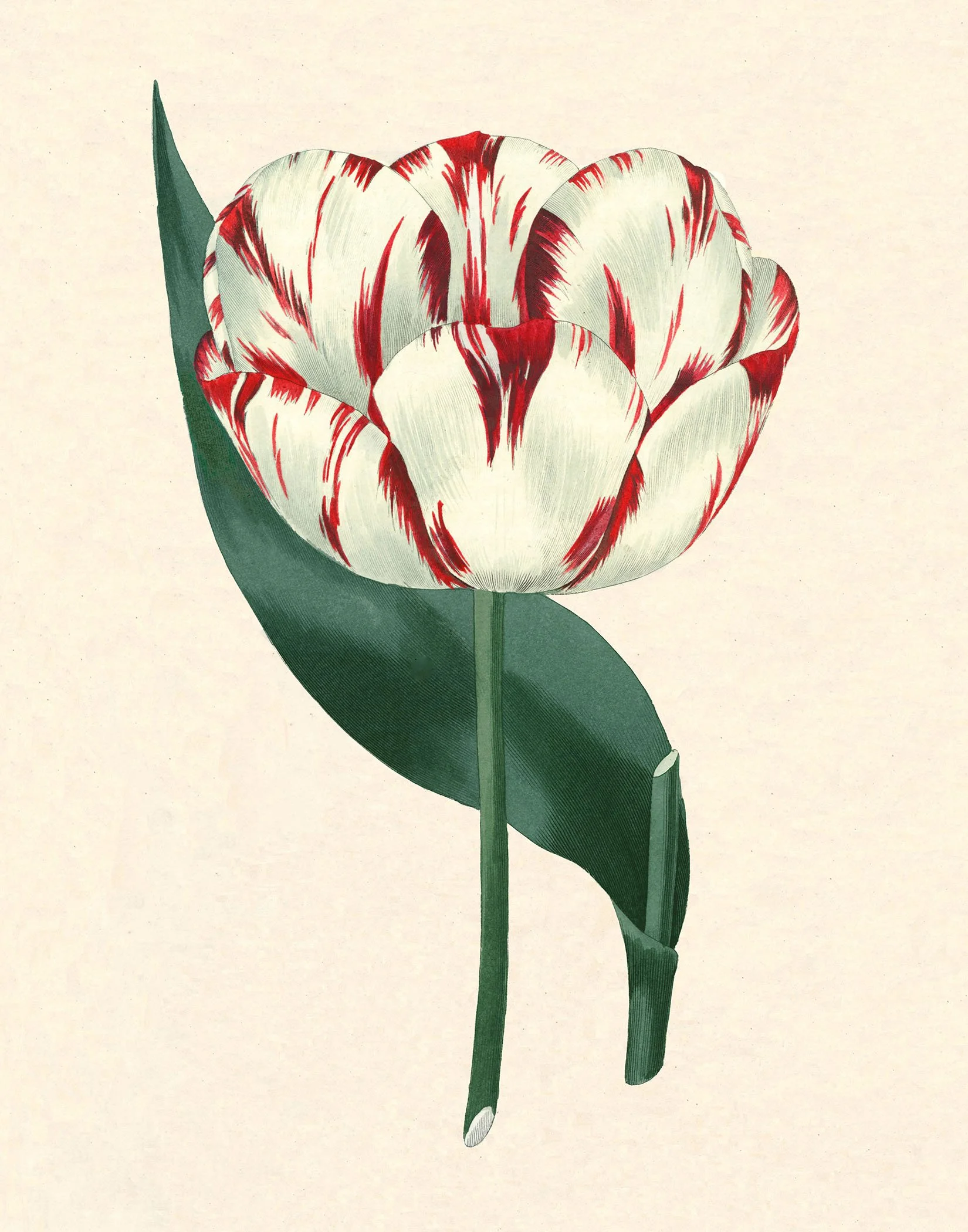 Sweet - Tulip d'Orleans @150.jpg