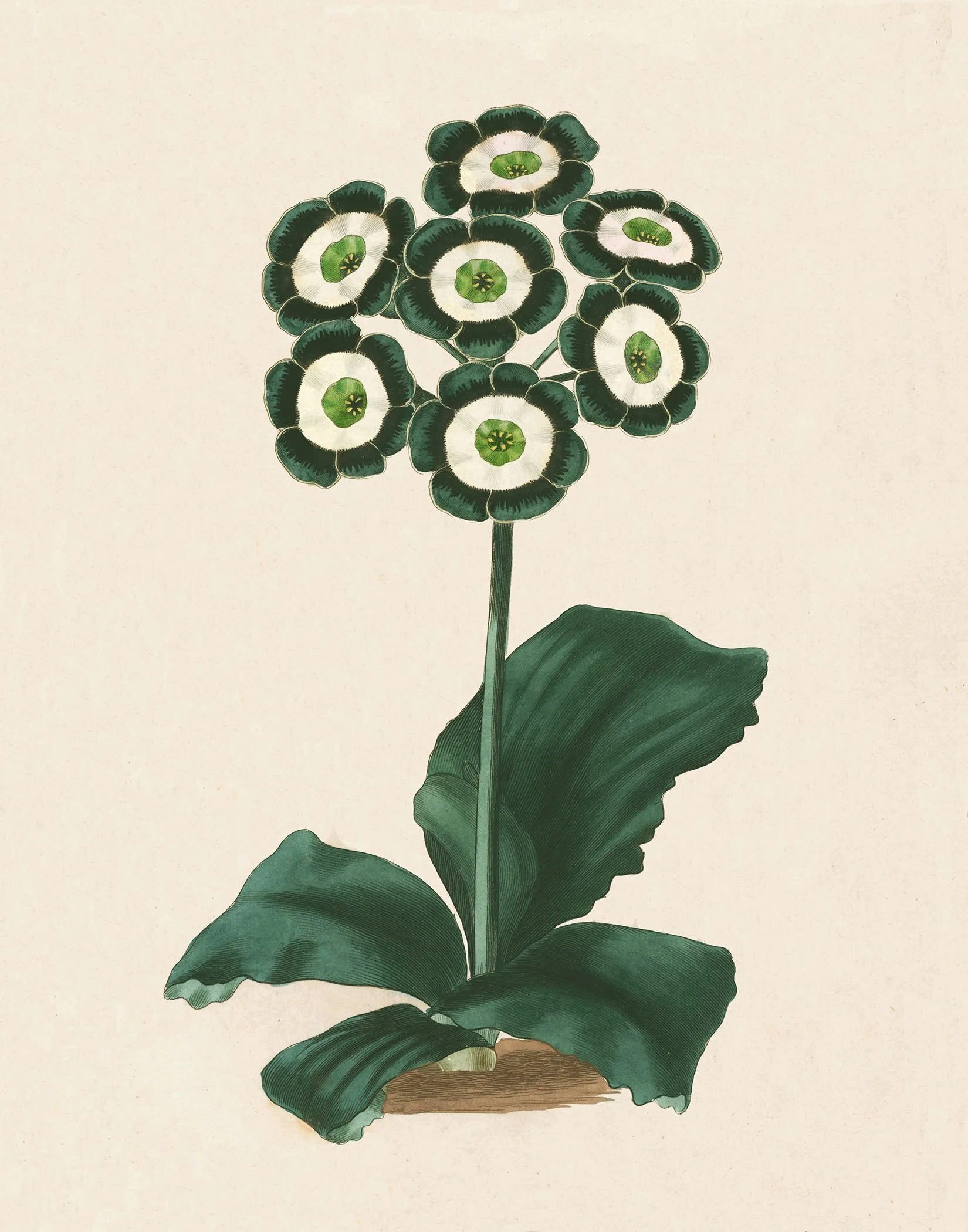 Sweet - Auricula Page's Champion 11x14 @150.jpg