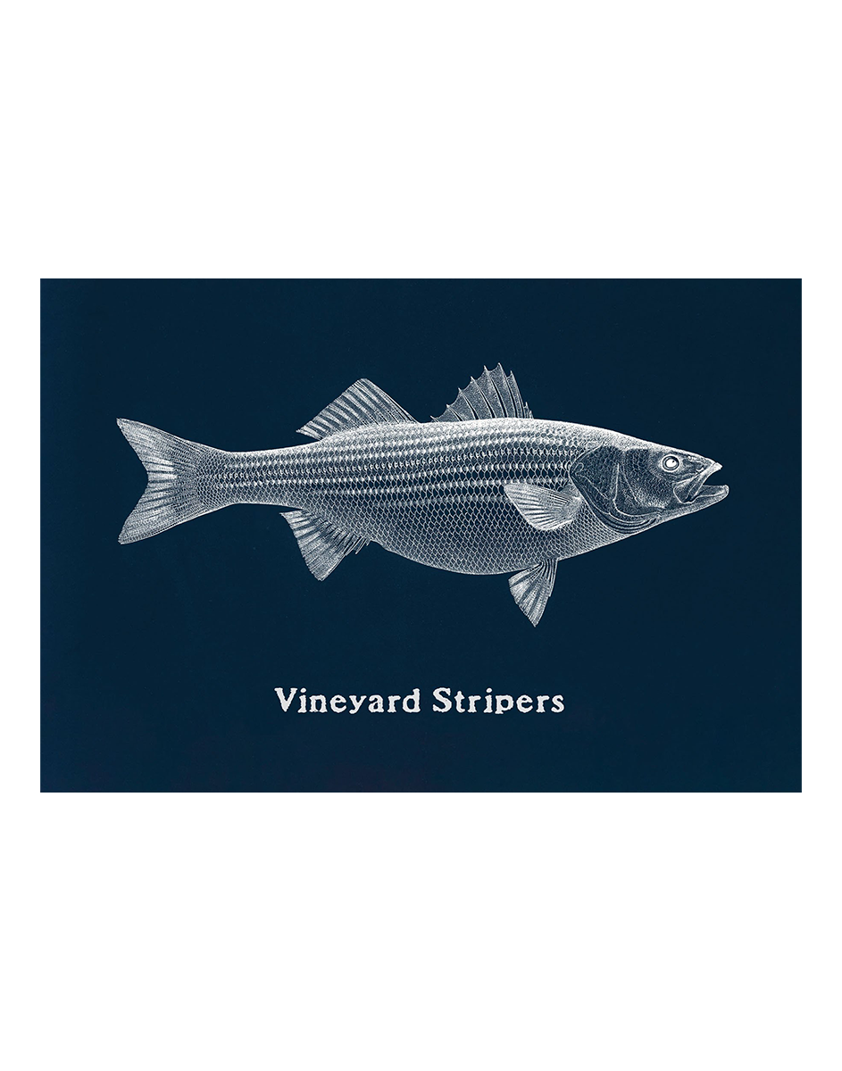 Vineyard Stripers