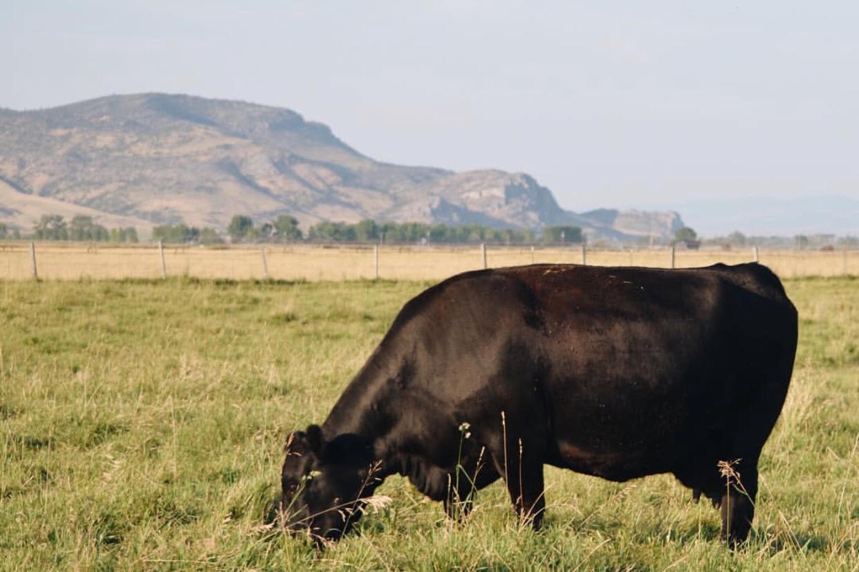 cow in pasture.jpg