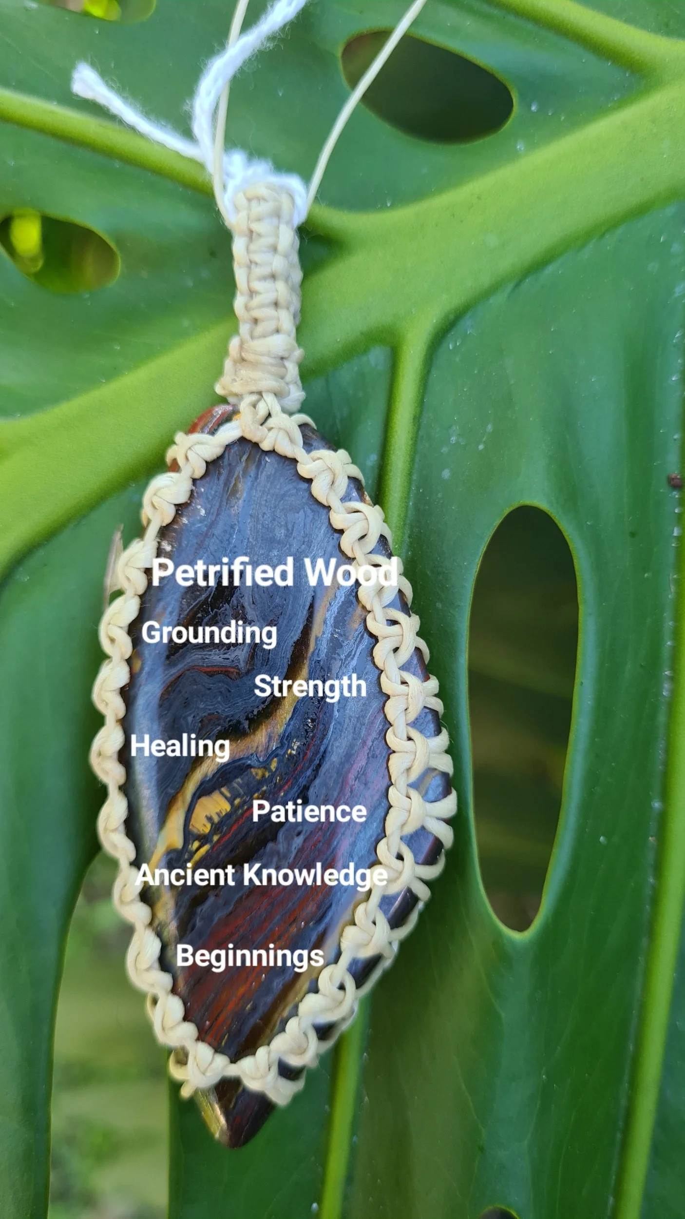 Petrified Wood - PW002