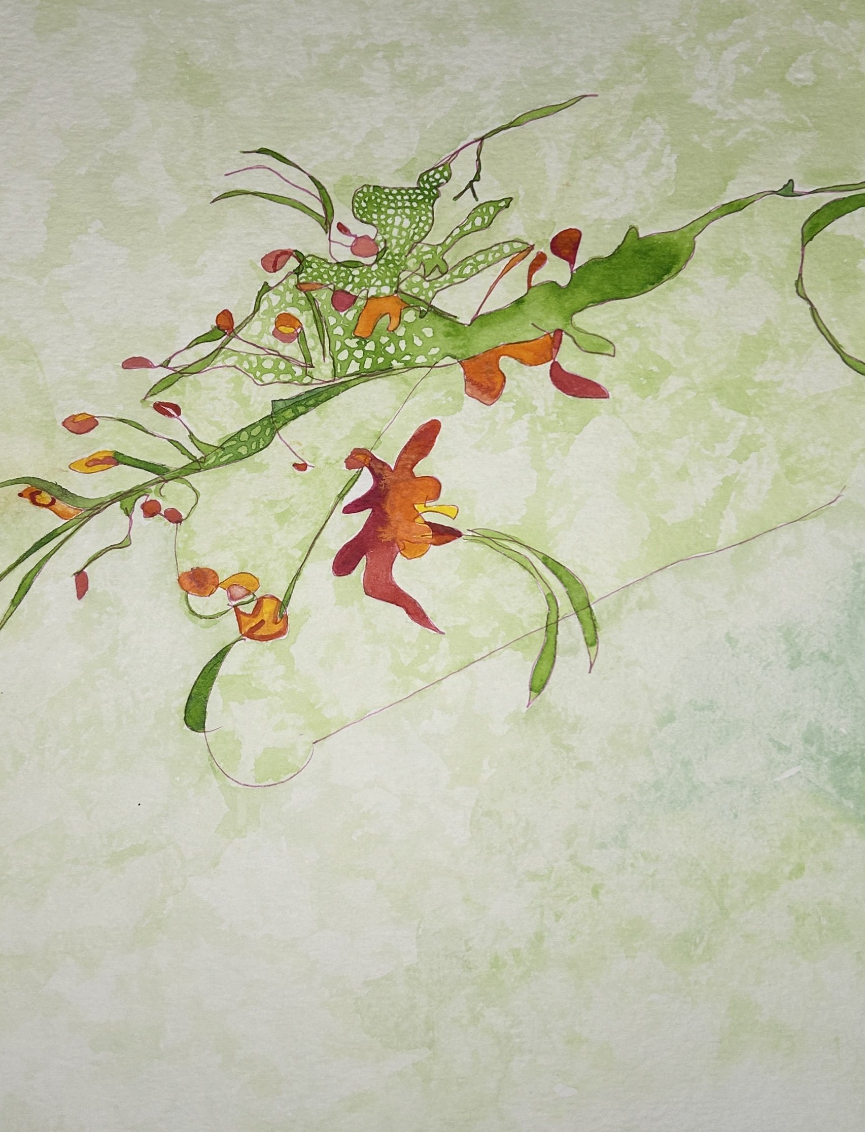 Oleander, 2024