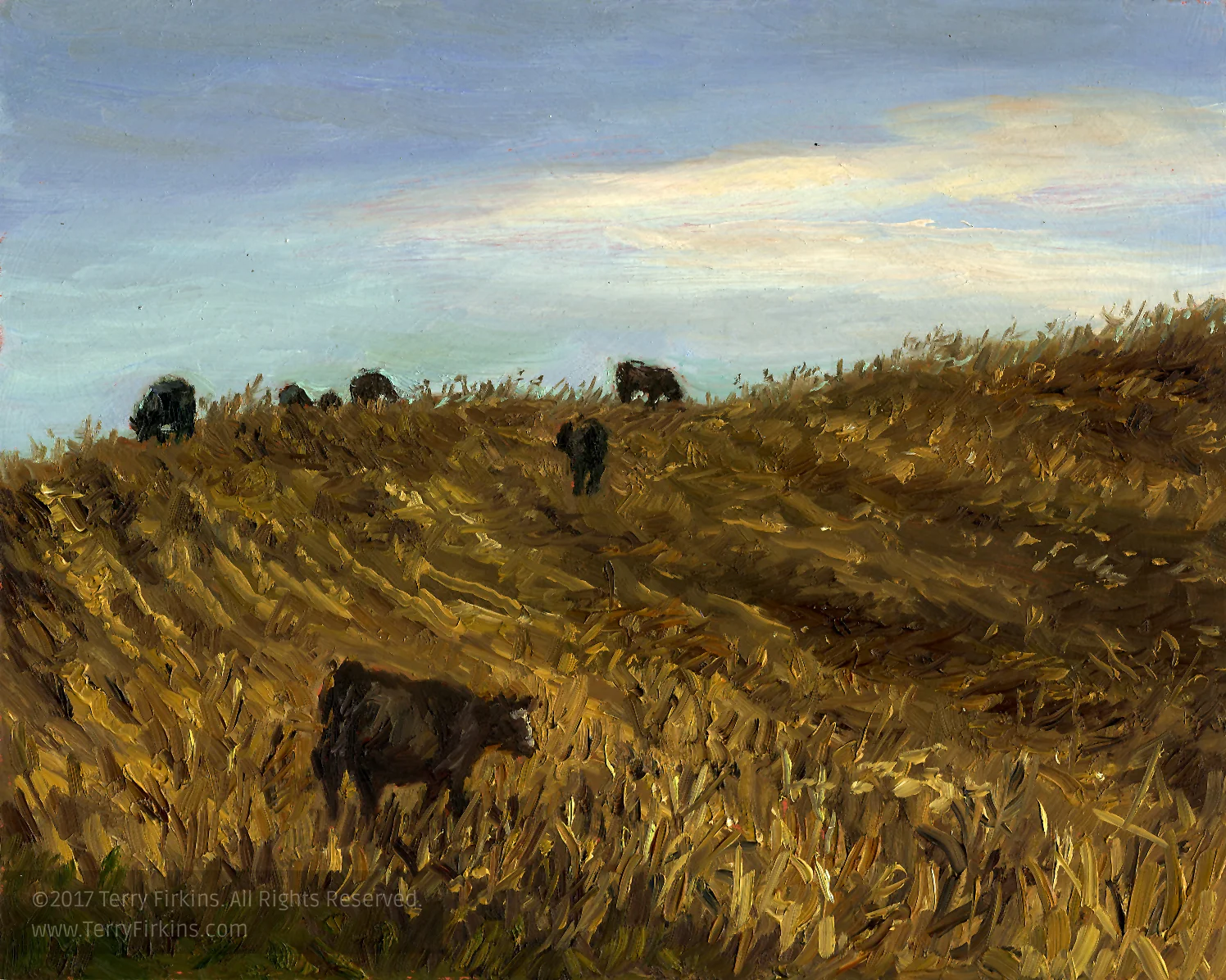 0293ol_98hereford.jpg