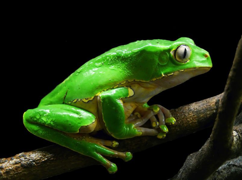 Kambo is a natural medicine derived from a secretion of the Phyllomedusa bicolor or “Giant Monkey Frog,” native to the Northwestern part of the Amazon Rainforest. Specifically to Colombia, and on the border between Brazil and Peru.