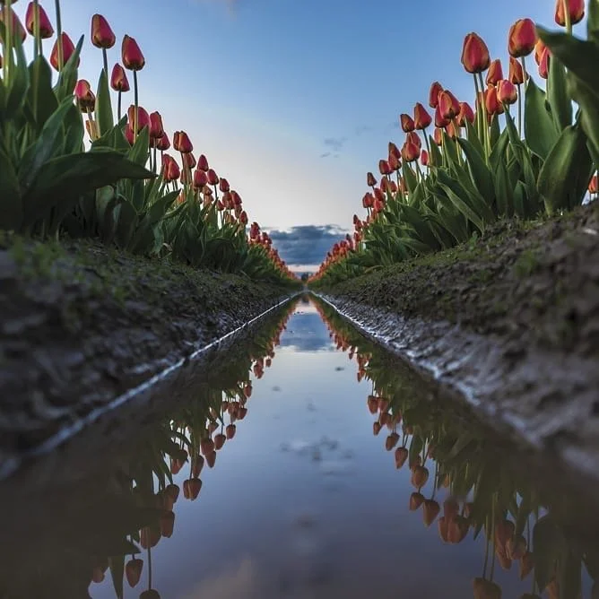 Moon Reading: New Moon in Scorpio