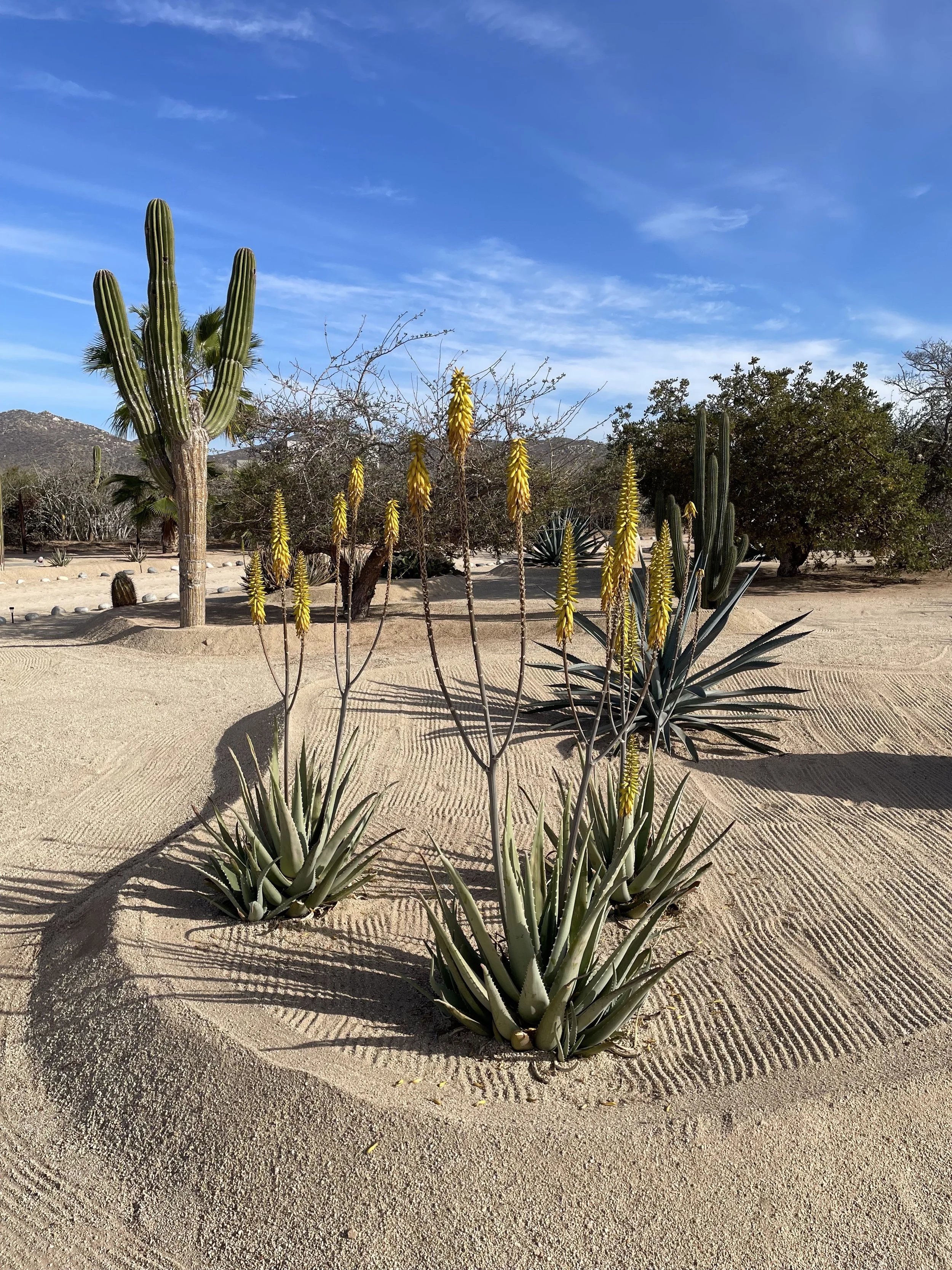desert foliage.jpg